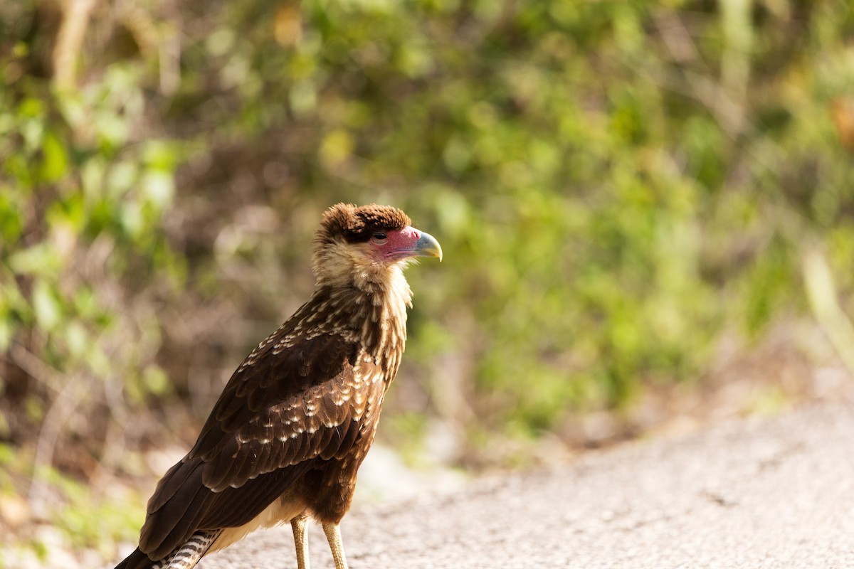 Crested Caracara - ML646958045