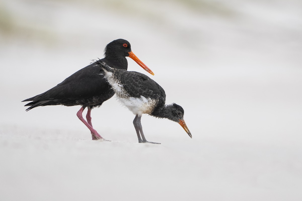 Yeni Zelanda Kara Poyrazkuşu - ML646958047