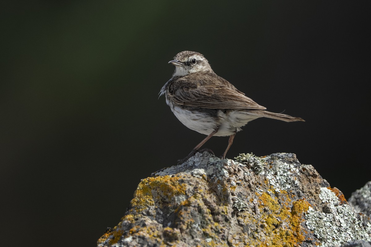 Neuseeland-Spornpieper - ML646958048