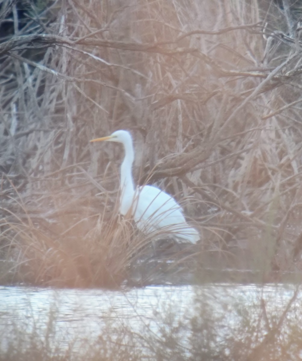 大白鷺 - ML646958063