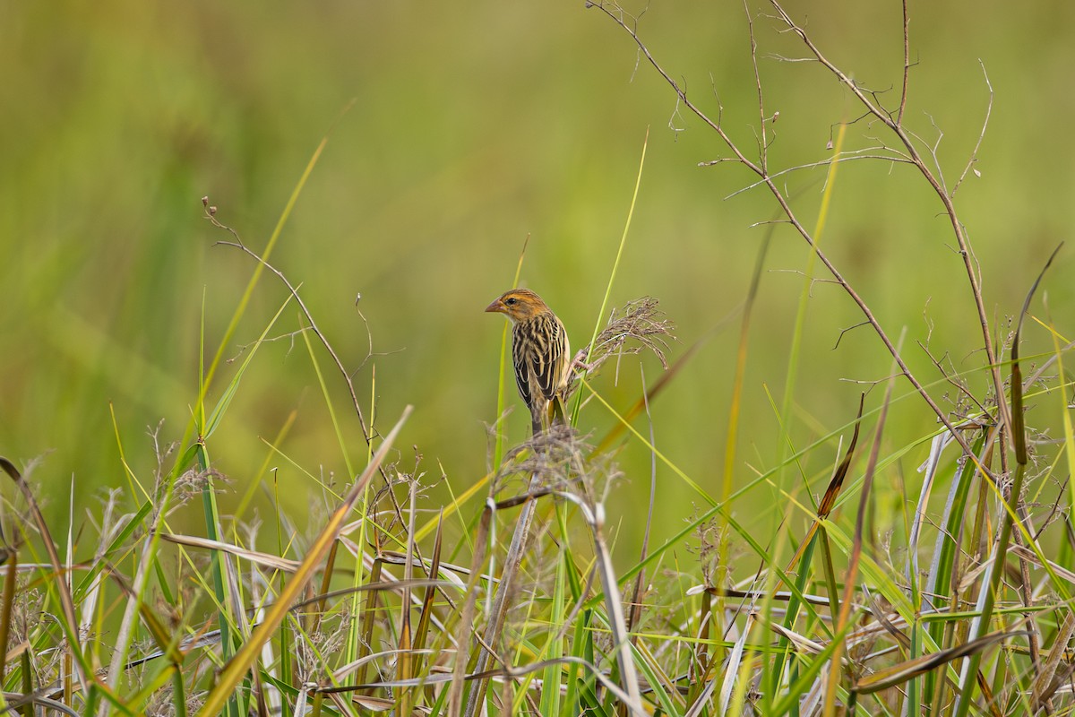 Baya Weaver - ML646958064