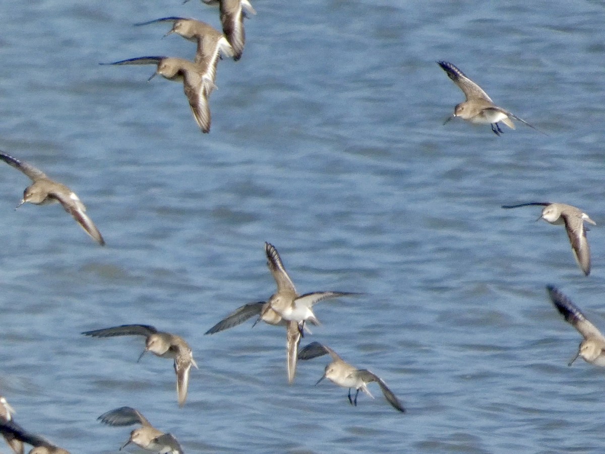 黑腹濱鷸 - ML646958065