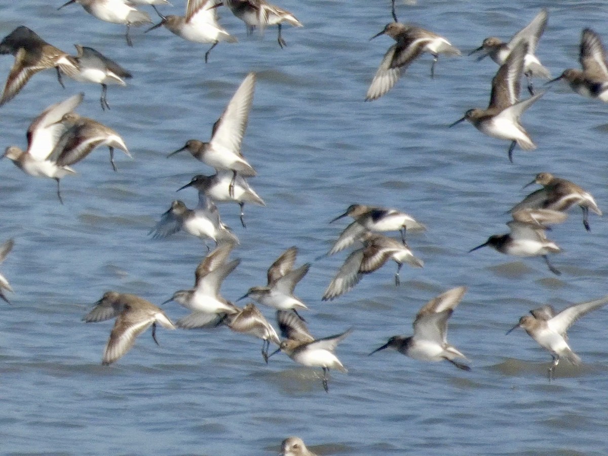 黑腹濱鷸 - ML646958066