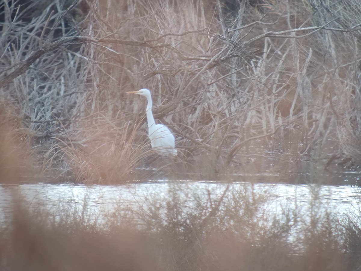 大白鷺 - ML646958068