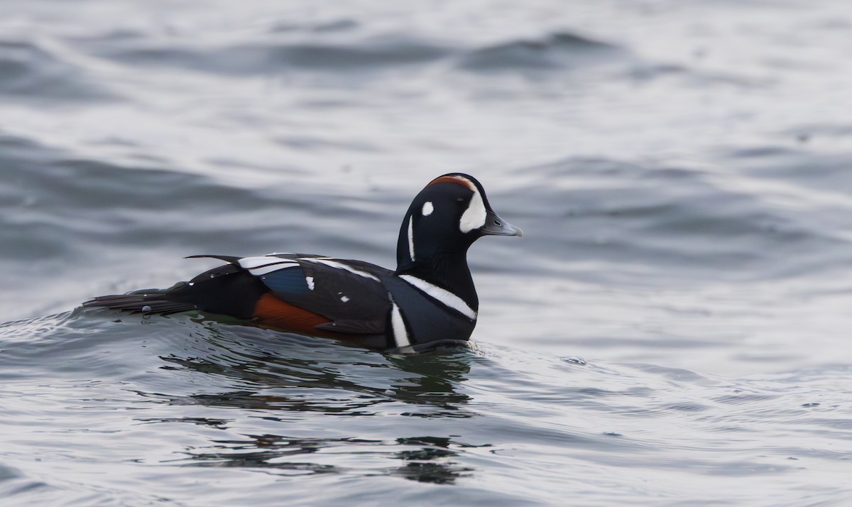 Harlequin Duck - ML646958070