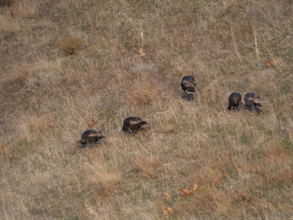 火雞 - ML646958071