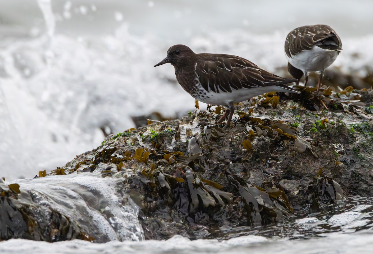 Black Turnstone - ML646958073