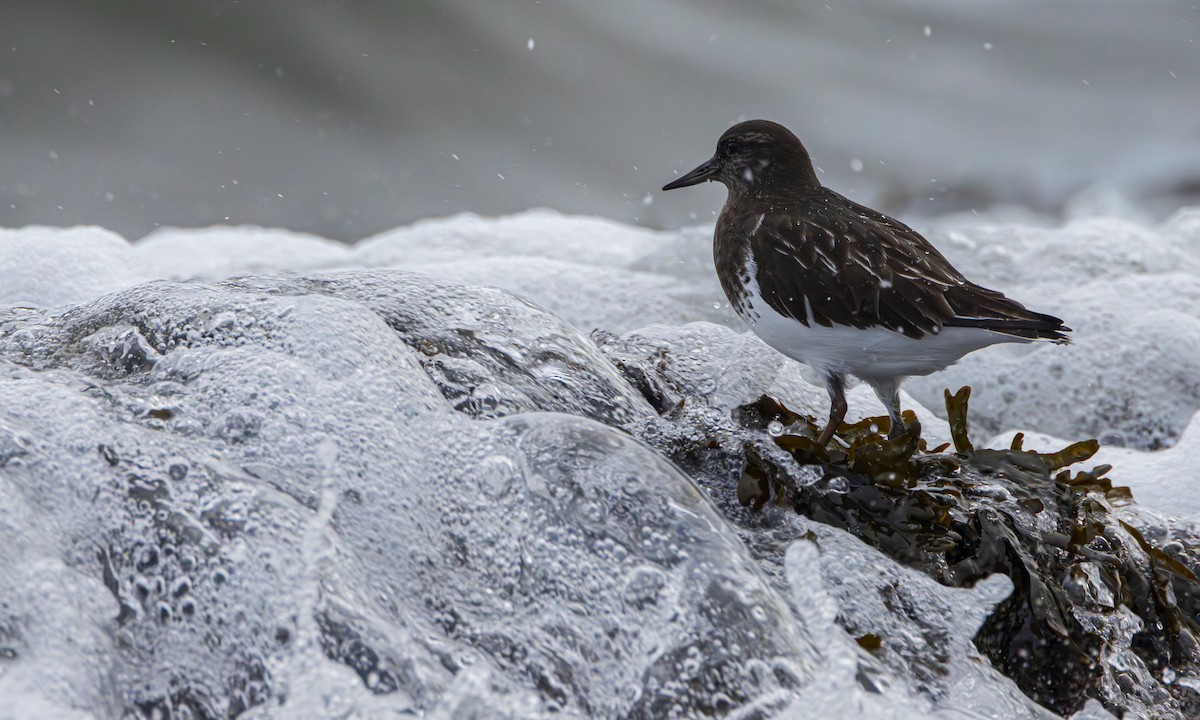 Black Turnstone - ML646958074