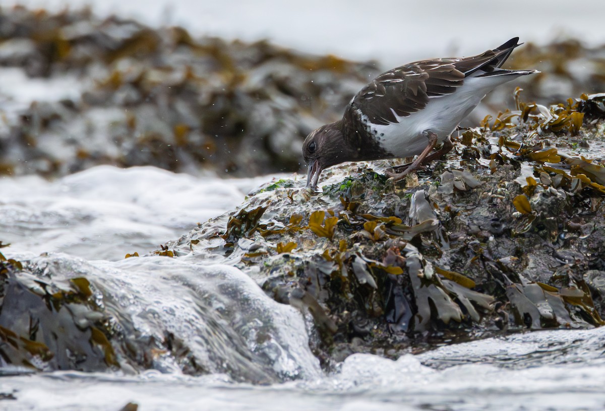 Black Turnstone - ML646958075