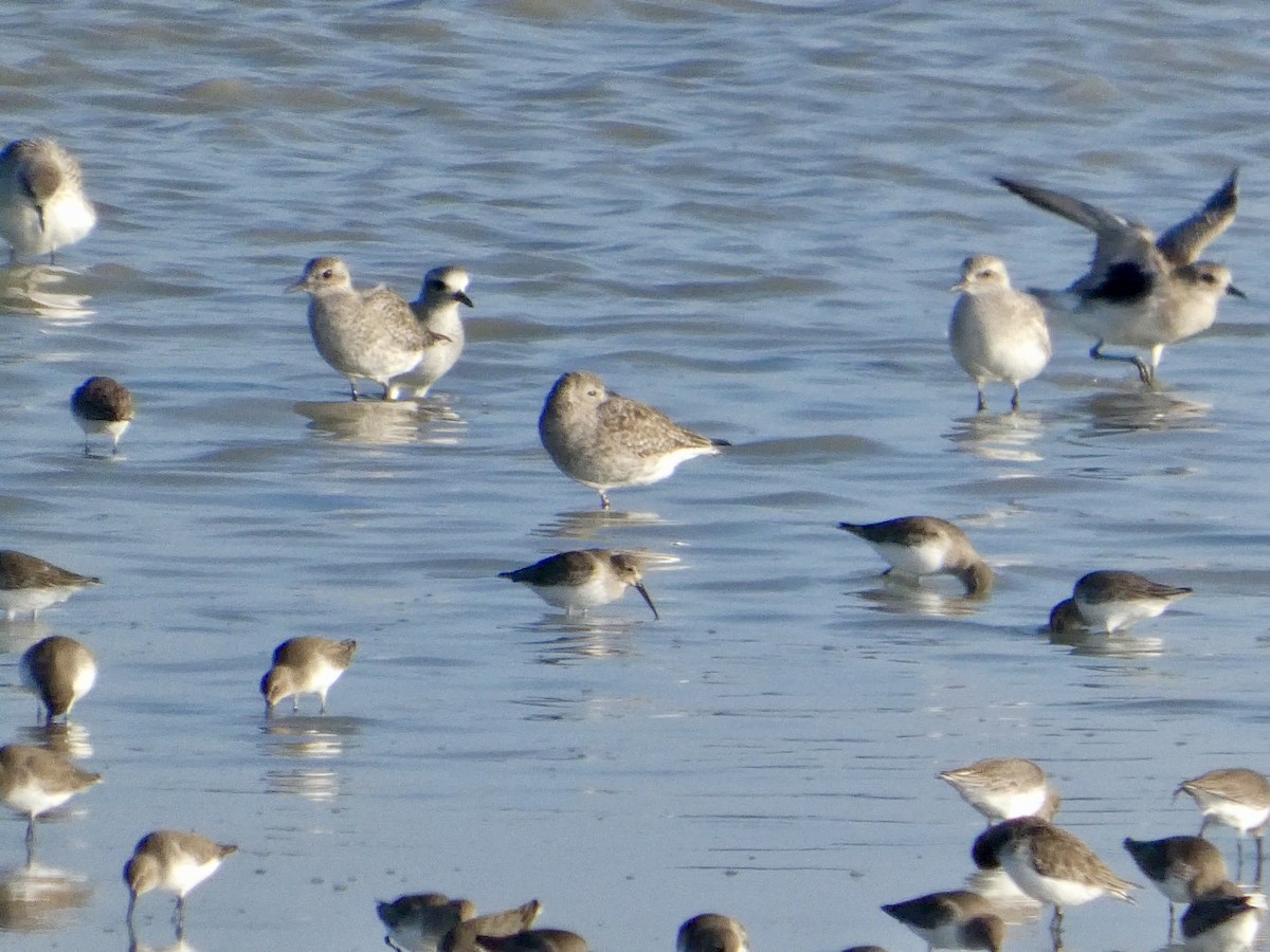 灰斑鴴 - ML646958081