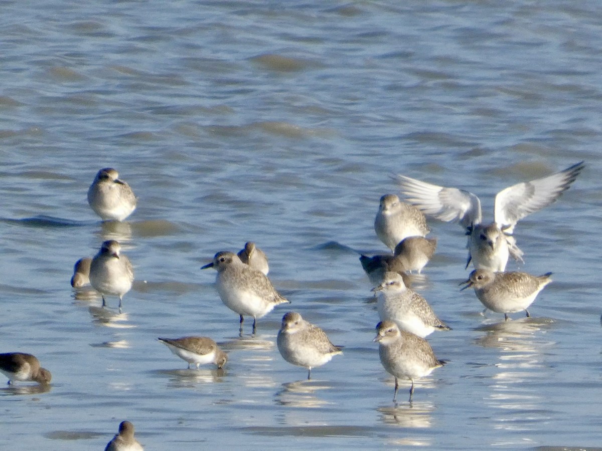 灰斑鴴 - ML646958082