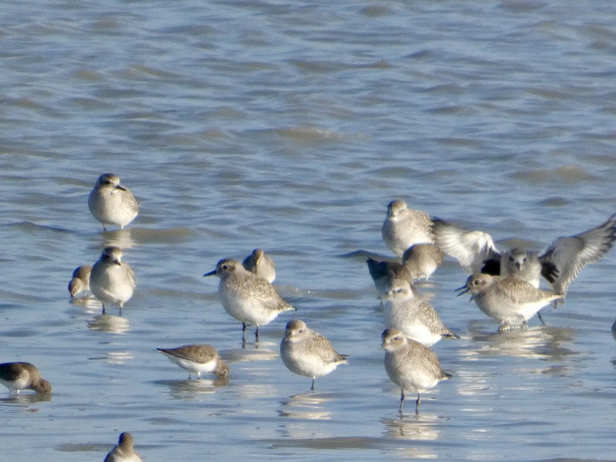 灰斑鴴 - ML646958083