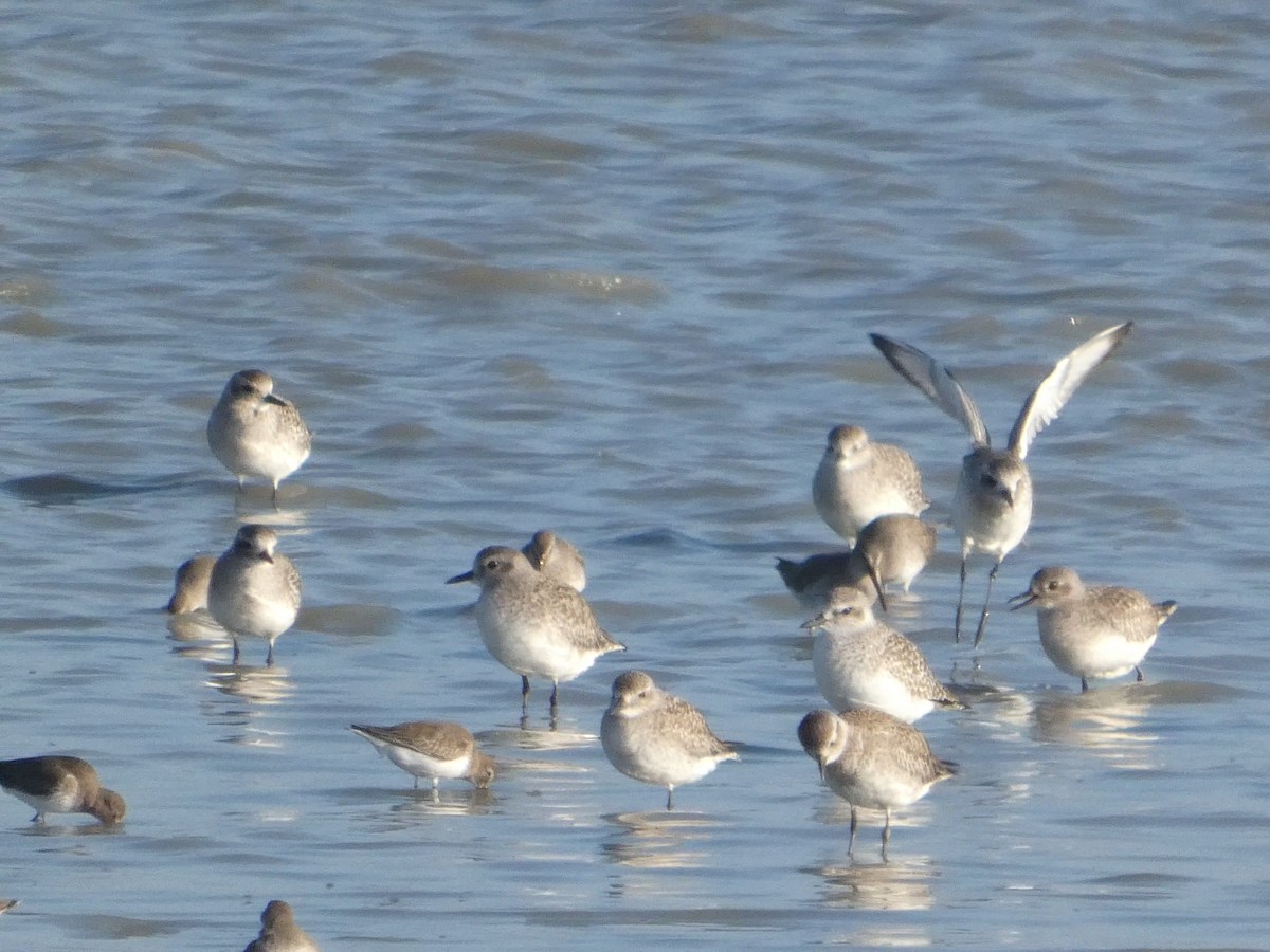 灰斑鴴 - ML646958084