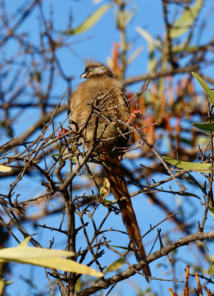 Speckled Mousebird - ML646958085