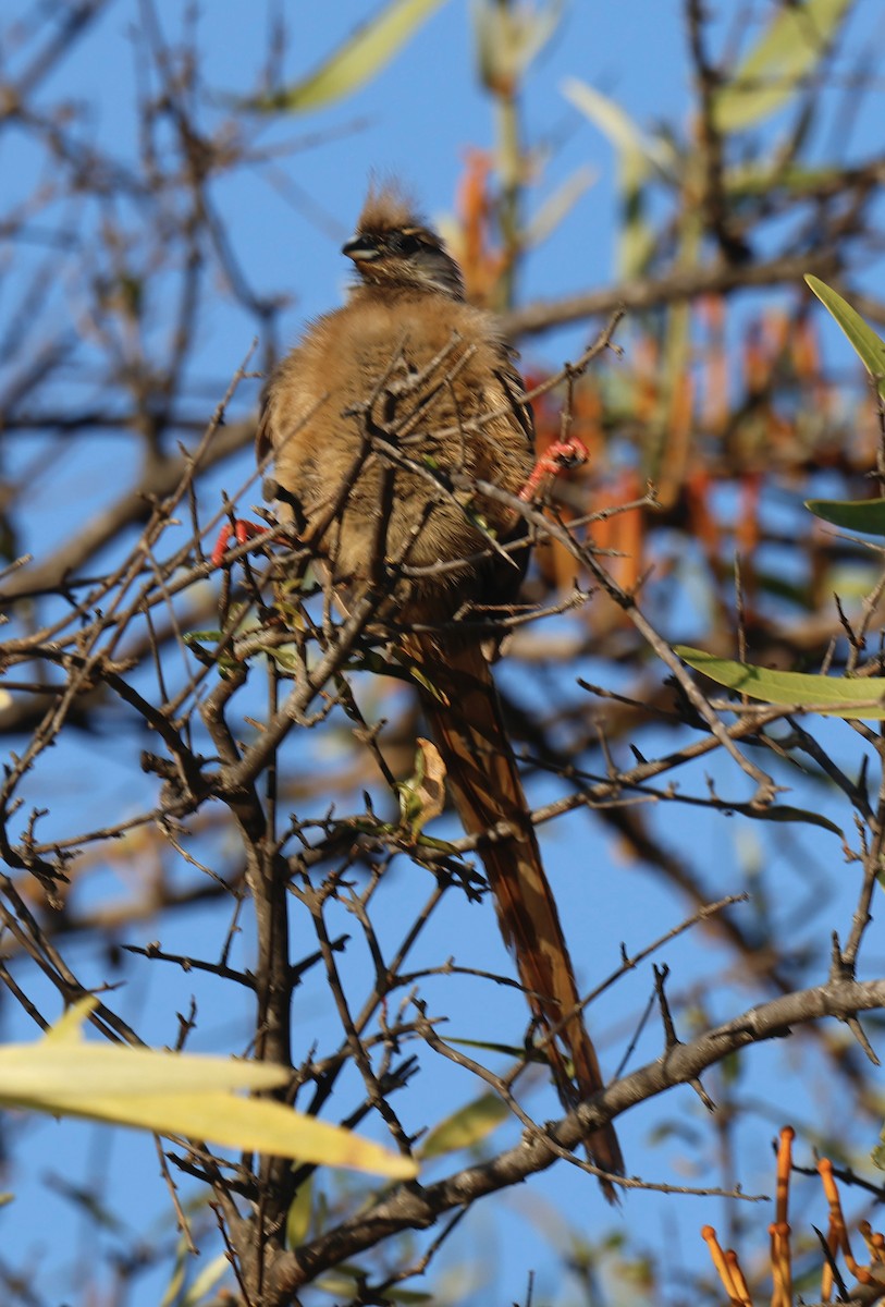 Speckled Mousebird - ML646958086