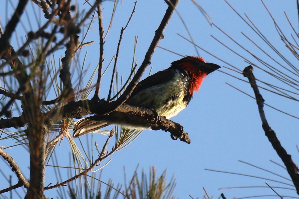 Black-collared Barbet - ML646958087