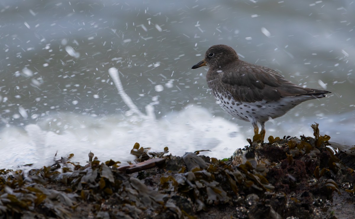 Surfbird - ML646958096