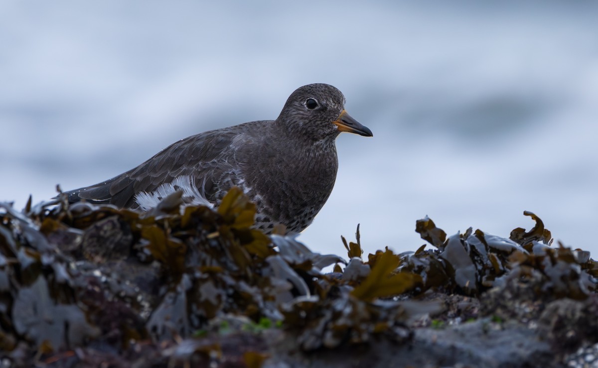 Surfbird - ML646958097