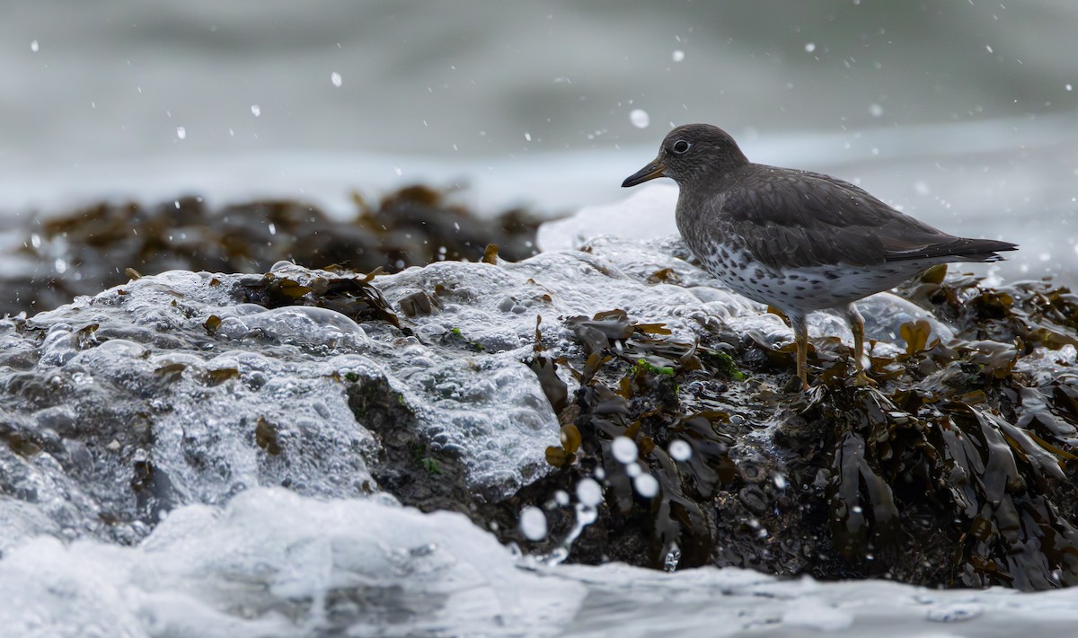 Surfbird - ML646958098
