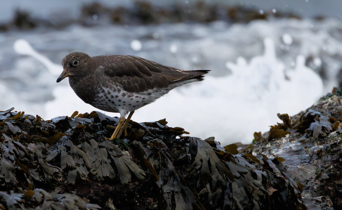 Surfbird - ML646958099