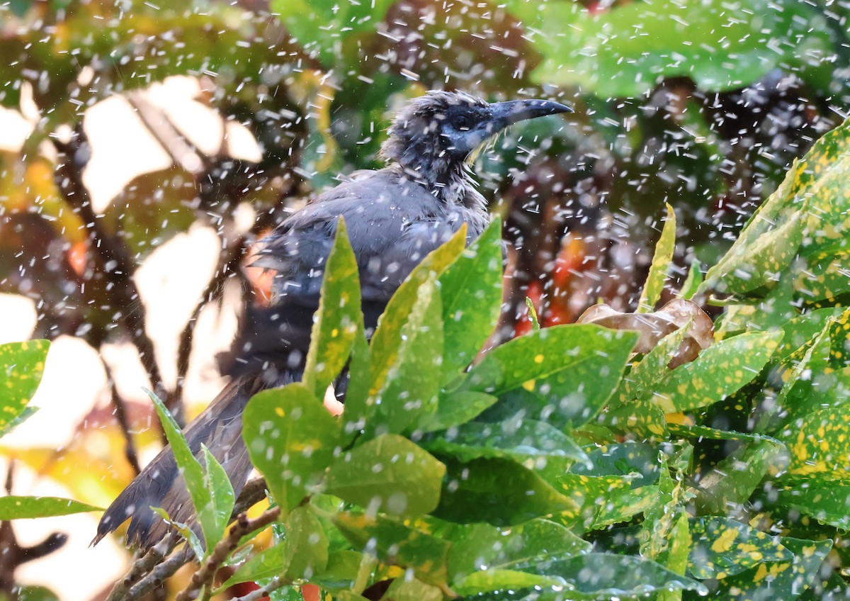 Little Friarbird - ML646958101