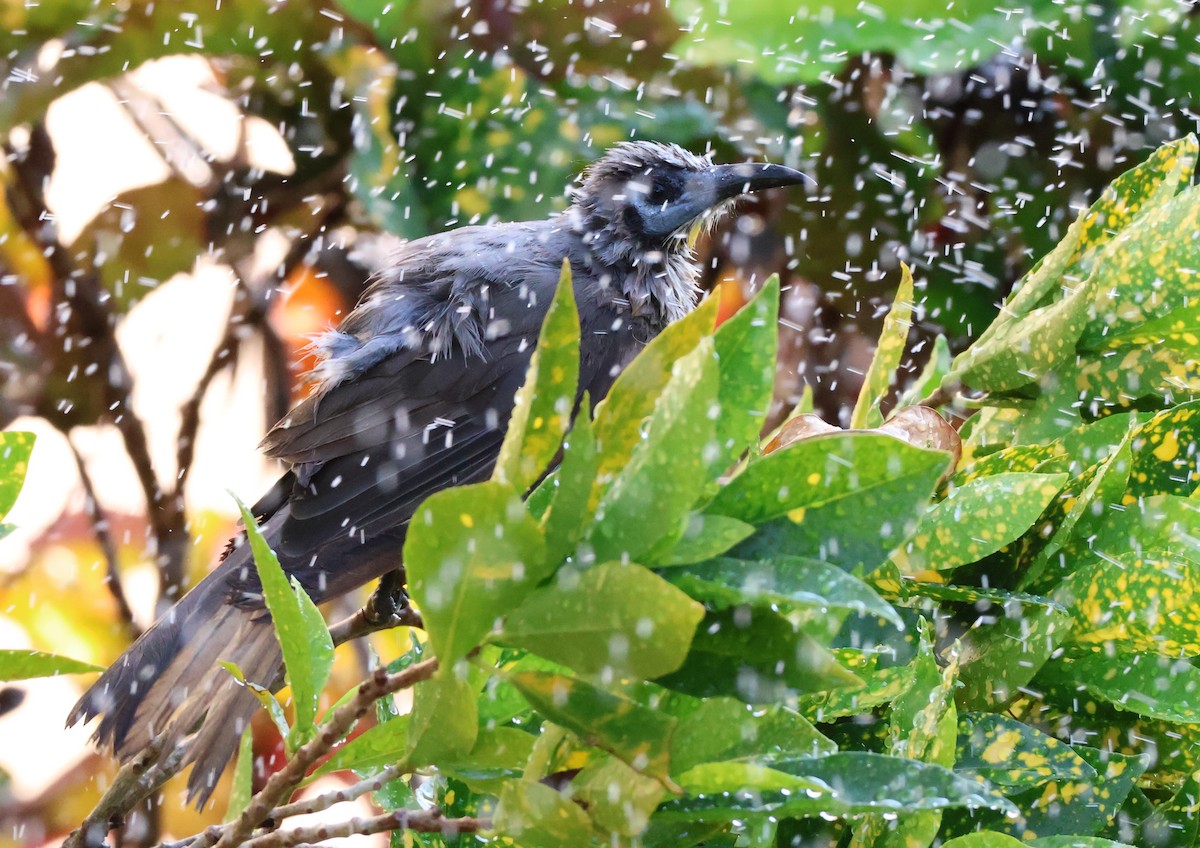 Little Friarbird - ML646958104