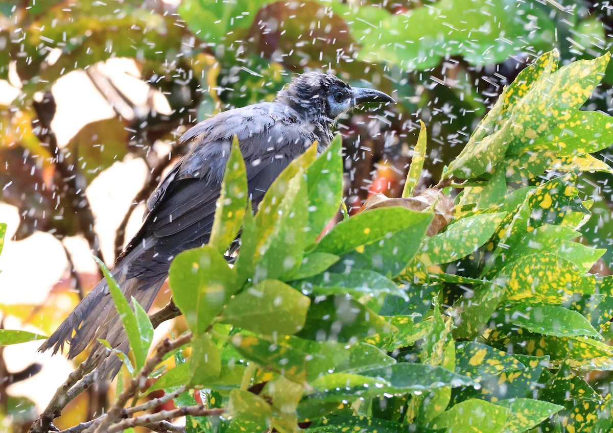 Little Friarbird - ML646958105