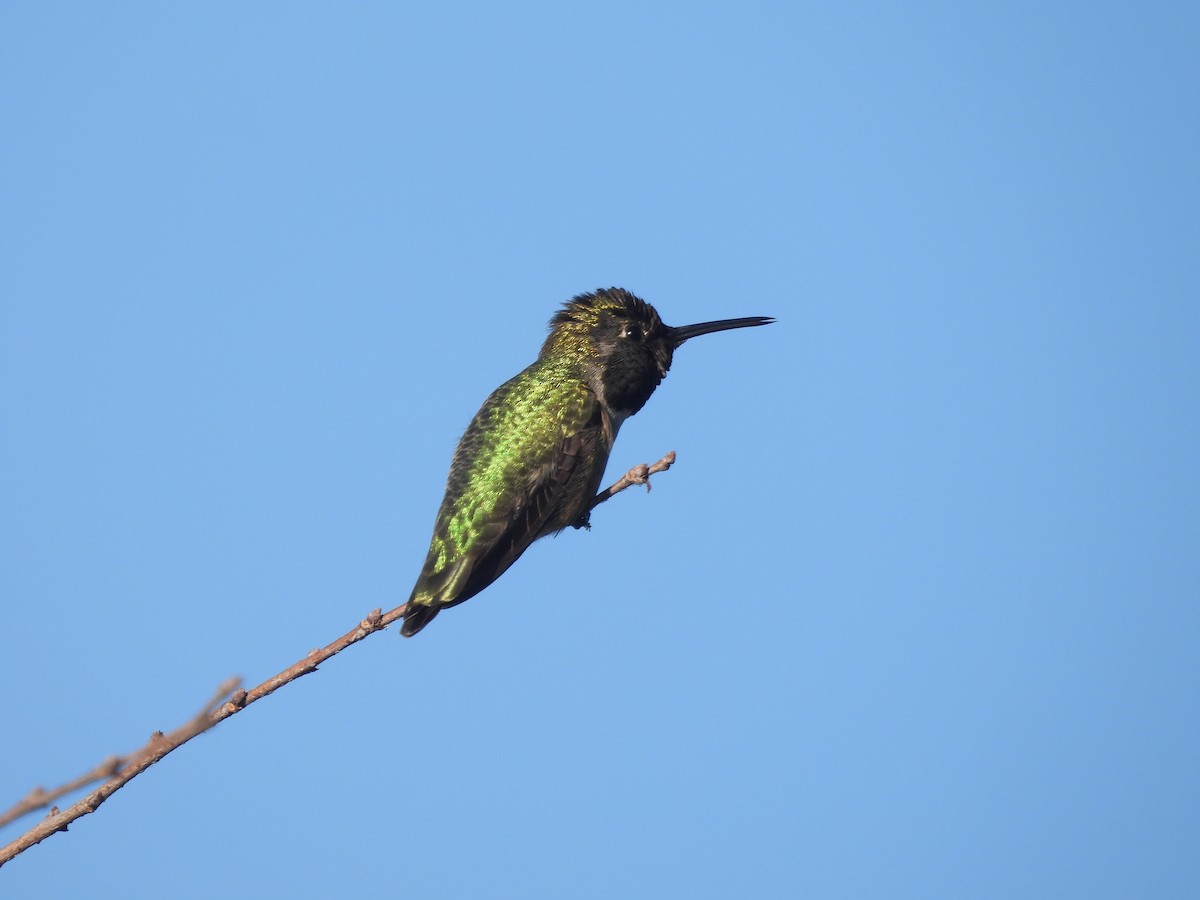 House Finch - ML646958106
