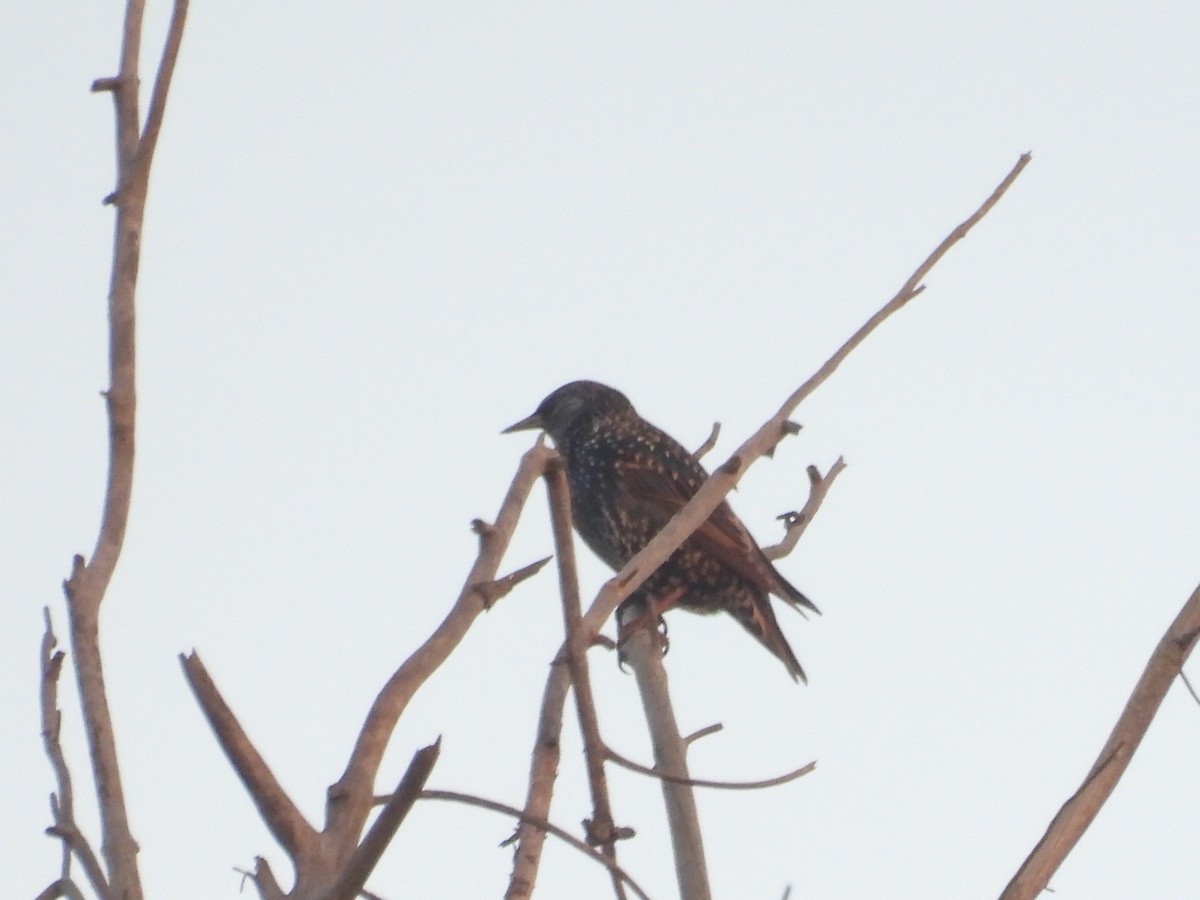 House Finch - ML646958107