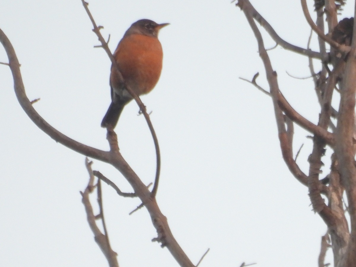 House Finch - ML646958108