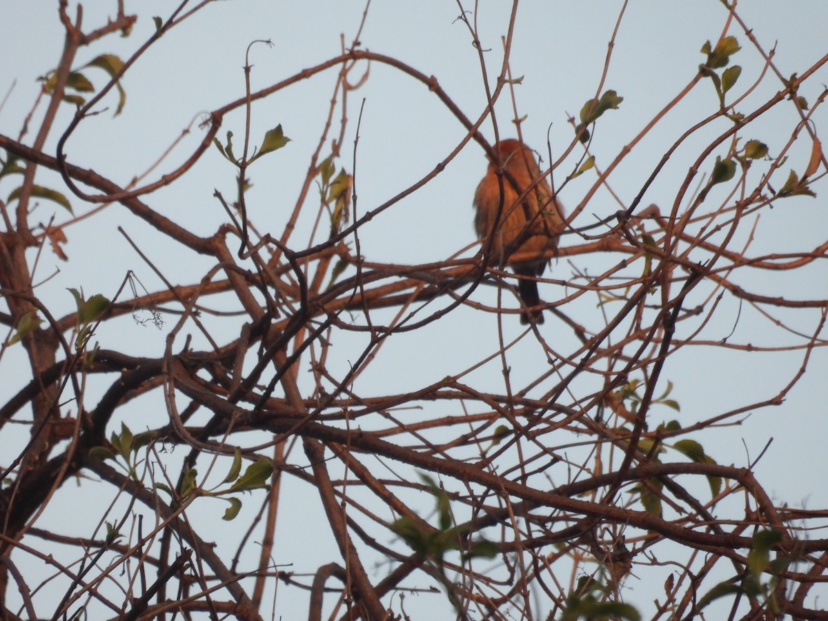 House Finch - ML646958109
