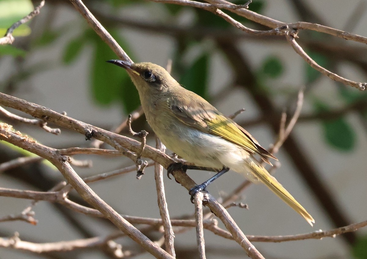 Brown Honeyeater - ML646958112