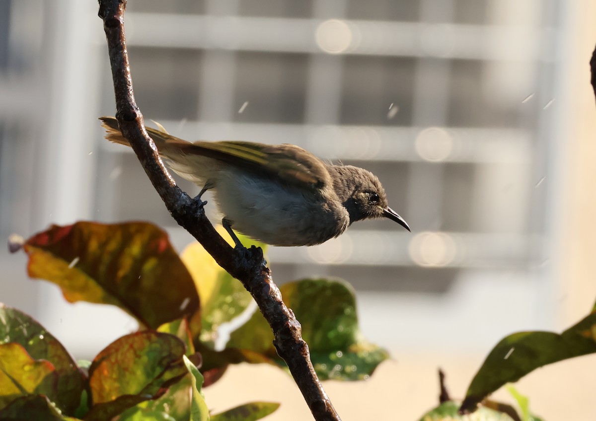 Brown Honeyeater - ML646958113