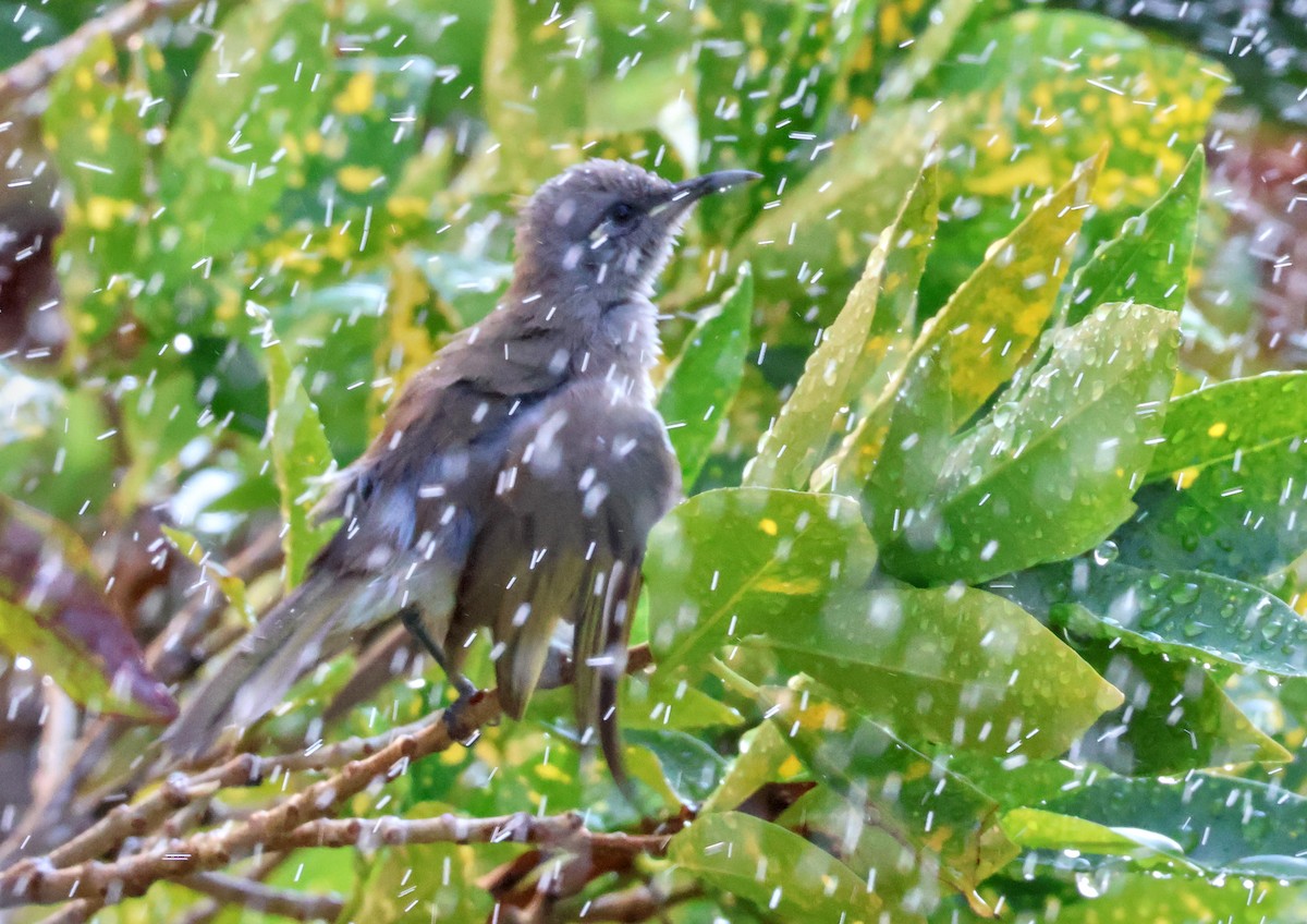 Brown Honeyeater - ML646958114
