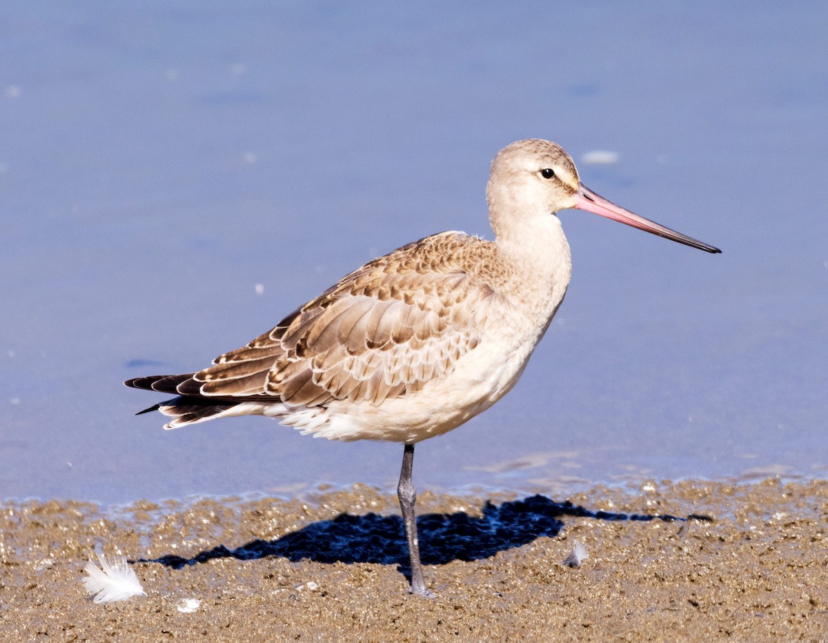 Hudsonian Godwit - ML646958115