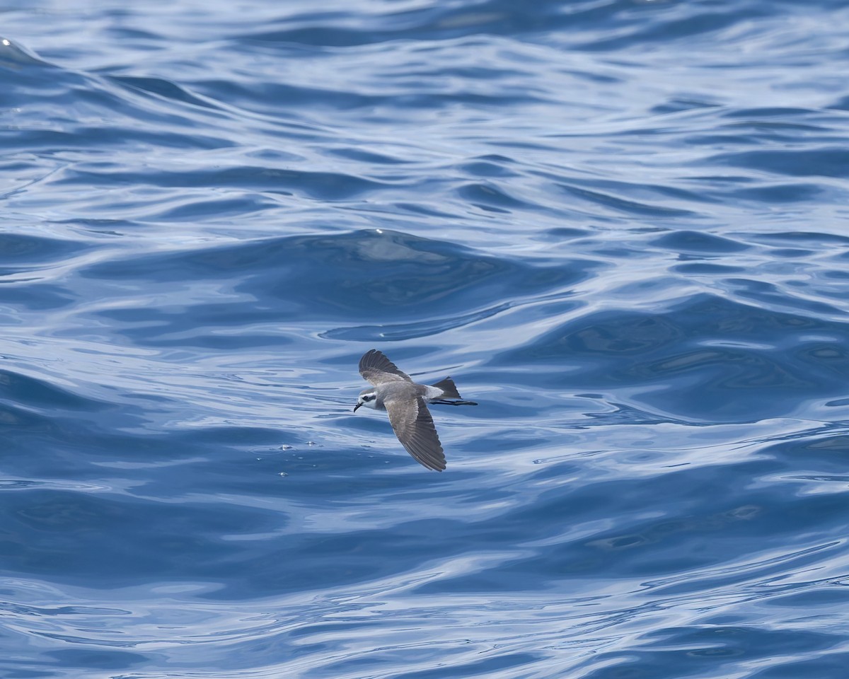 Weißgesicht-Sturmschwalbe - ML646958119