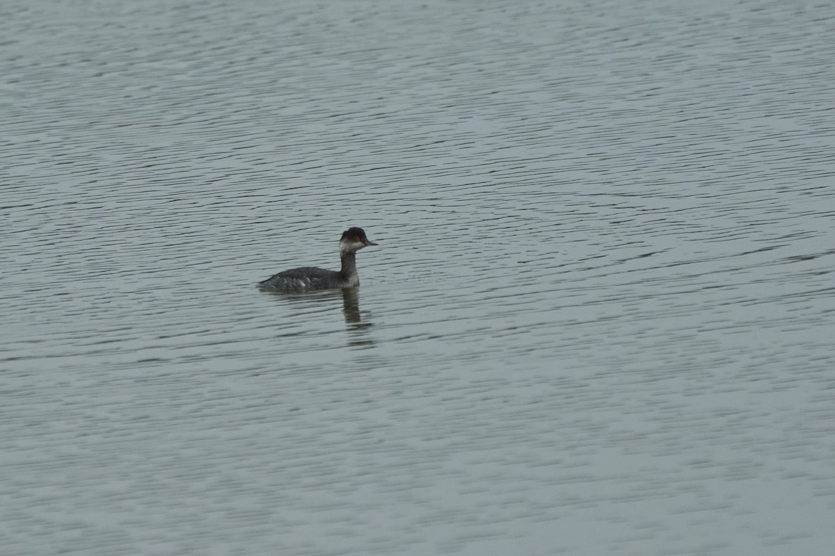 Eared Grebe - ML646958123
