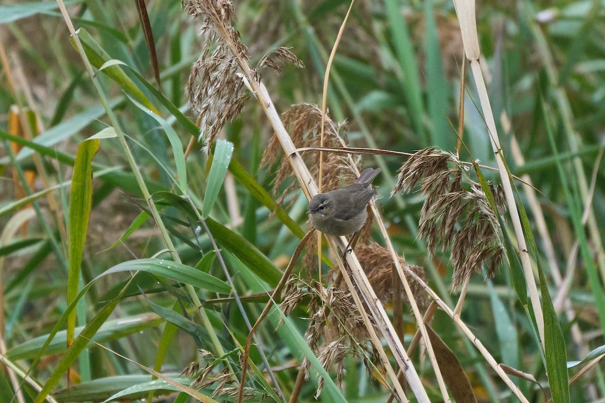 Esmer Çıvgın - ML646958127