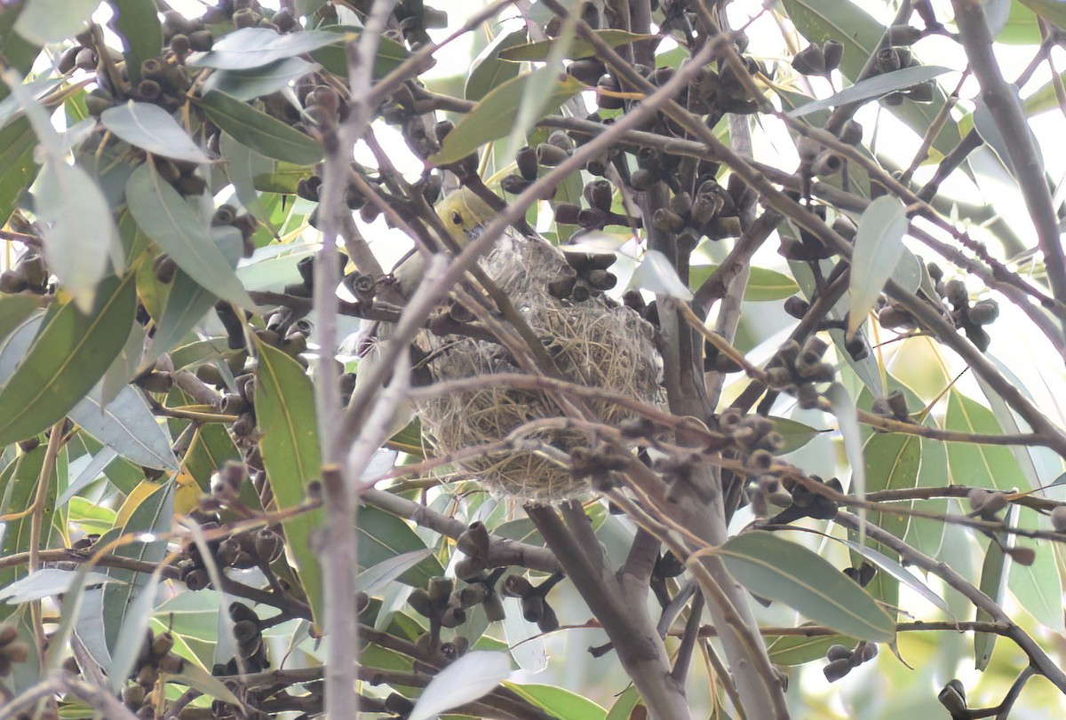 Медник блідий - ML646958128