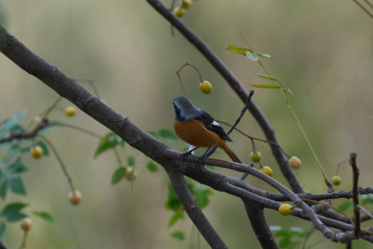 ジョウビタキ - ML646958130