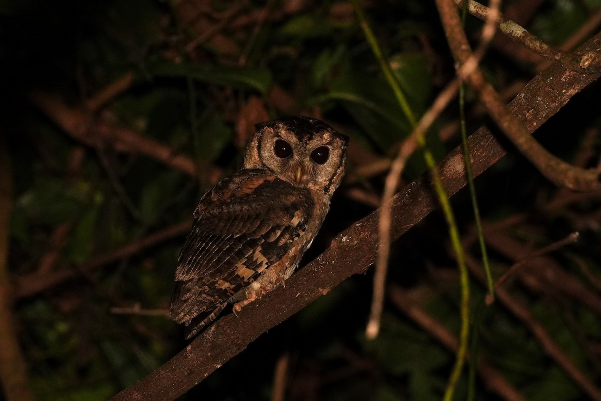 Collared Scops-Owl - ML646958132