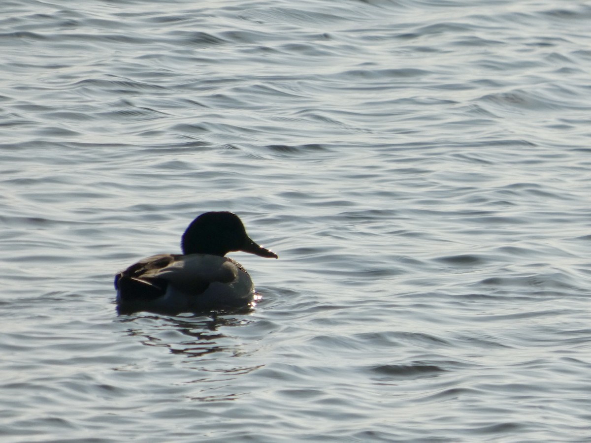 Ánade Azulón - ML646958133