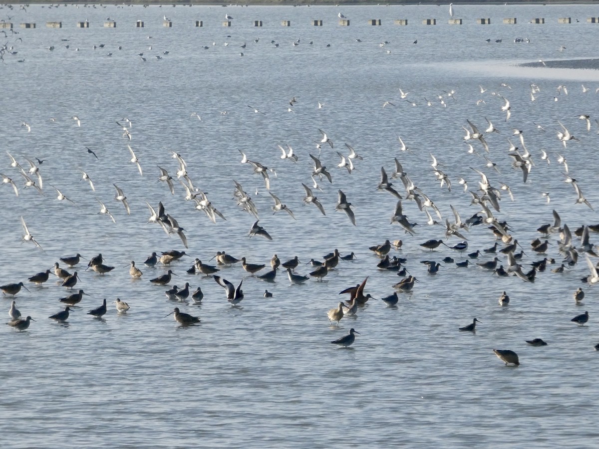 Agujeta Escolopácea - ML646958165