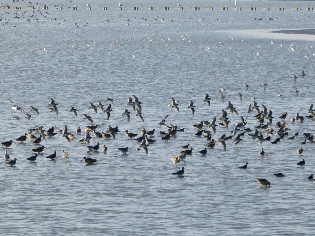 Agujeta Escolopácea - ML646958167