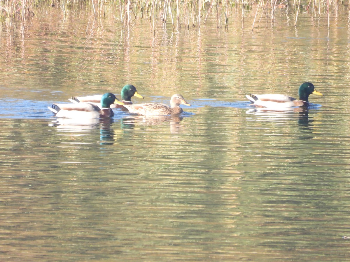 Mallard - ML646958171