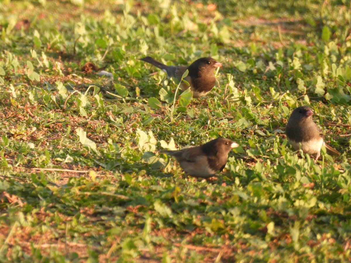 Dark-eyed Junco - ML646958172