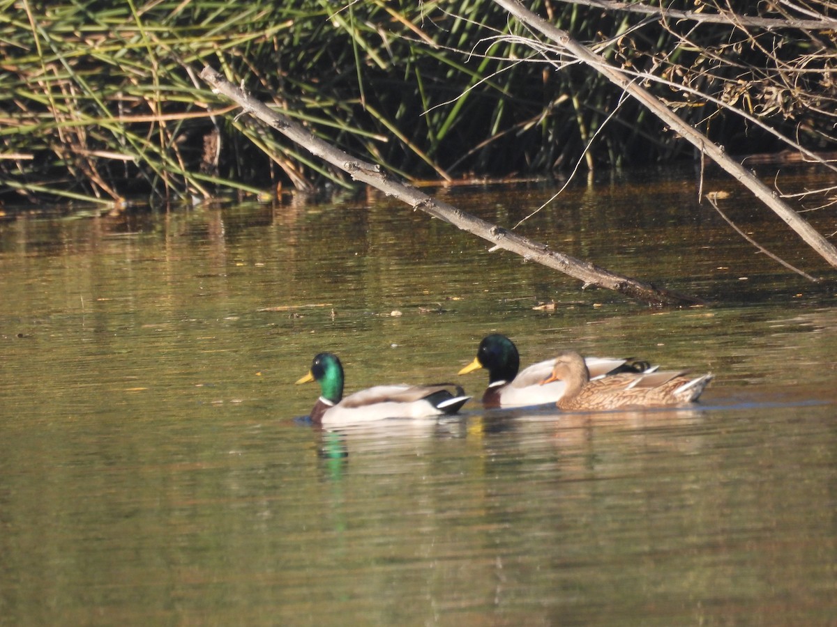 Mallard - ML646958173