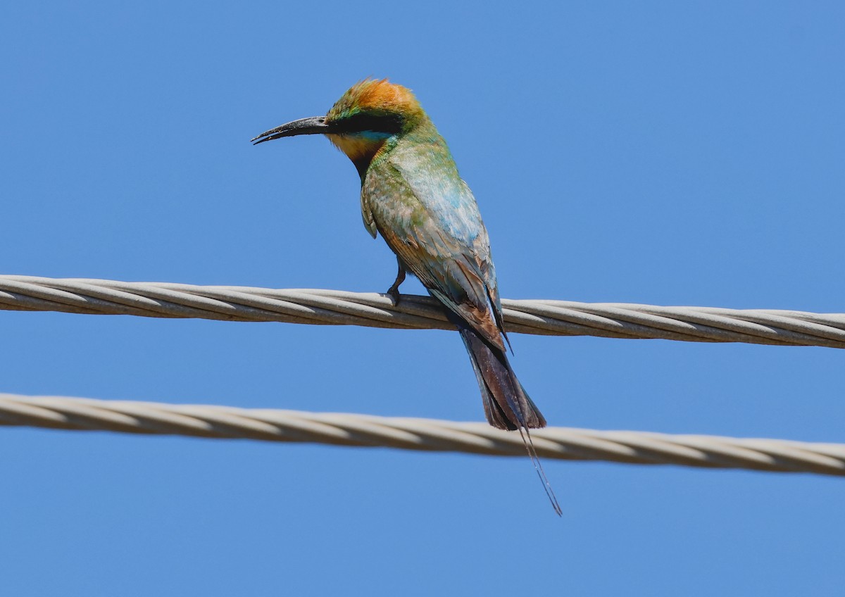 Rainbow Bee-eater - ML646958185