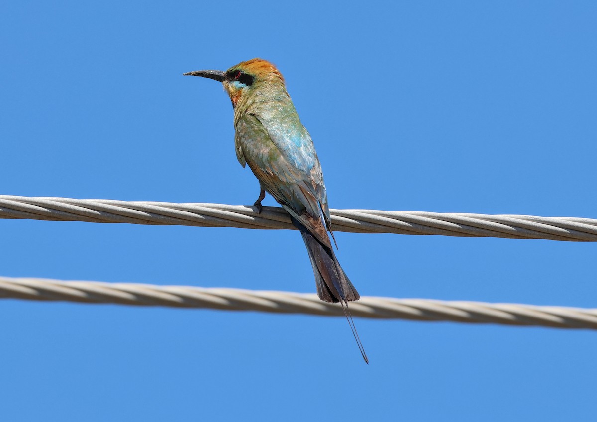 Rainbow Bee-eater - ML646958186