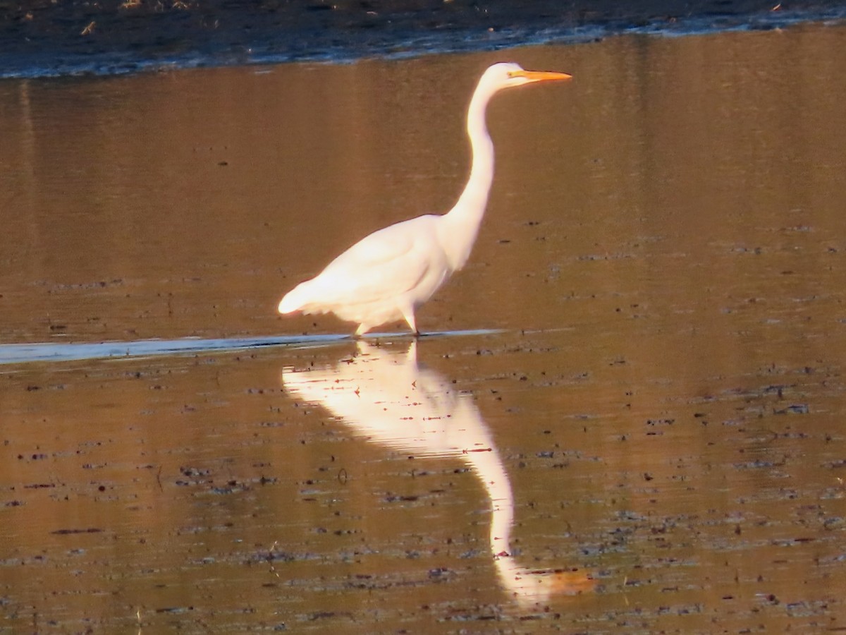 Great Egret - ML646958193